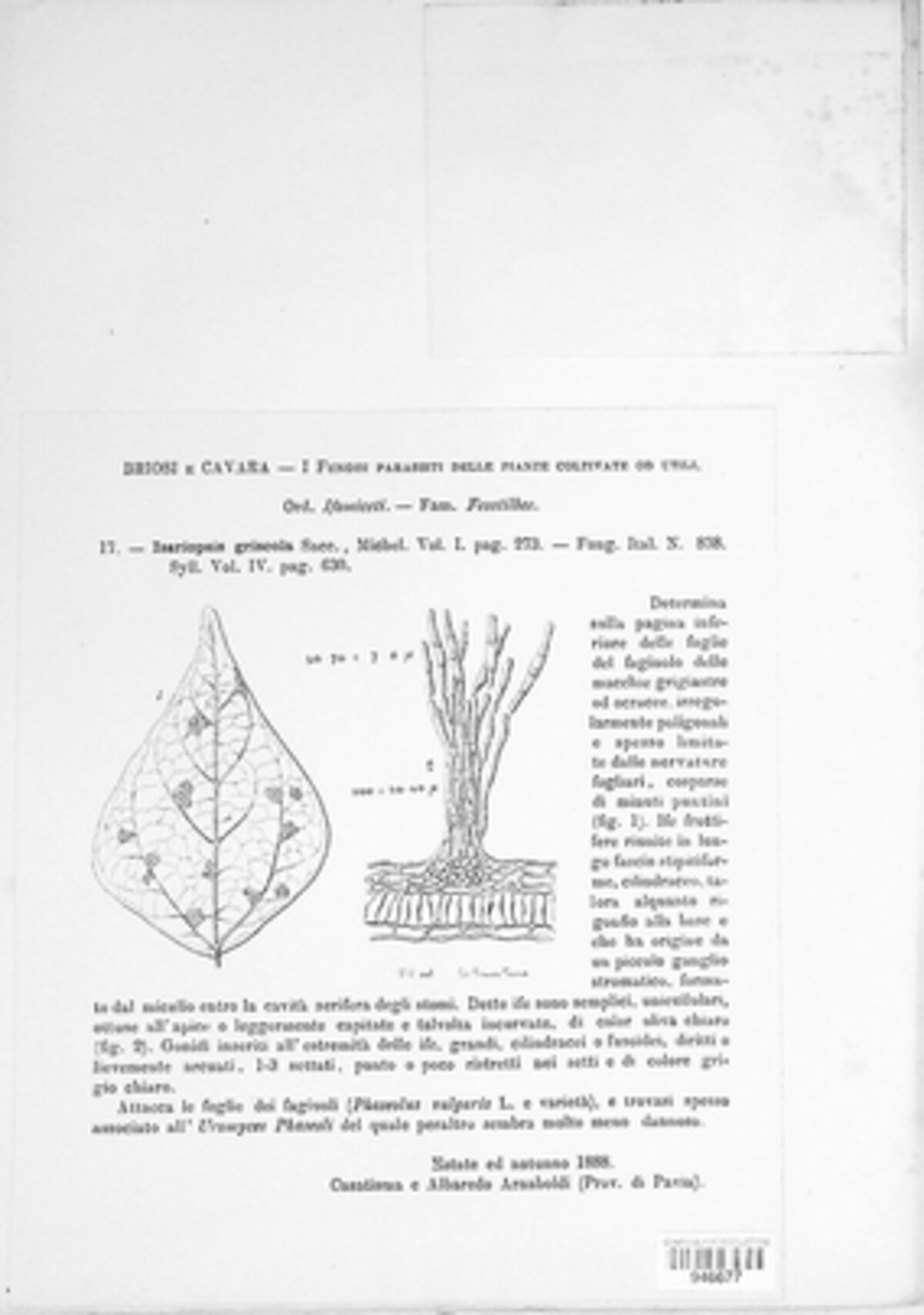 Pseudocercospora griseola image